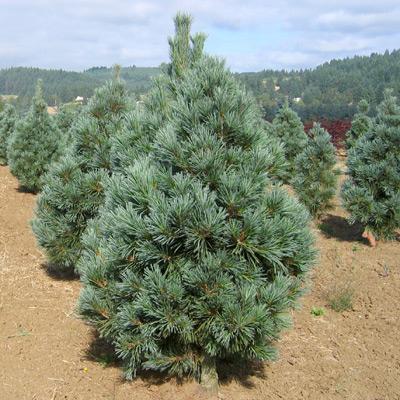 Vanderwolf Pine