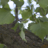 plains-cottonwood-2.jpg
