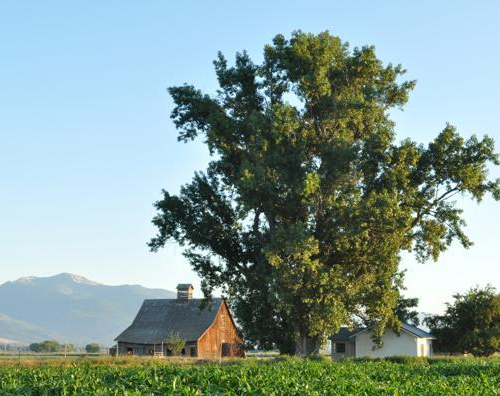 plains-cottonwood.jpg