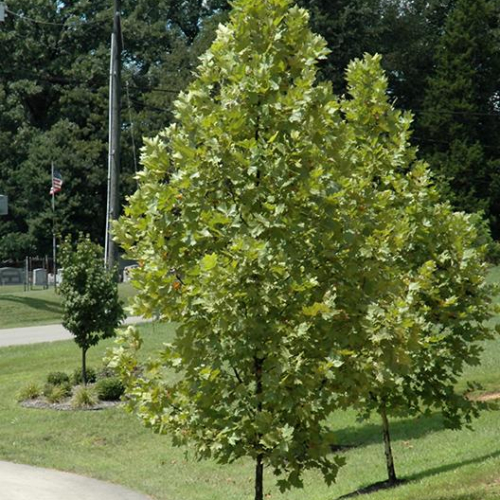 planetree_1.jpg
