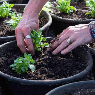 planting-annuals