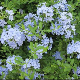Plumbago