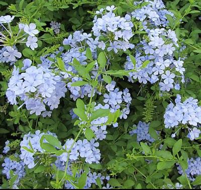 plumbago_auriculata_400-01.jpg
