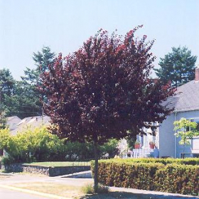 Plum/ Newport