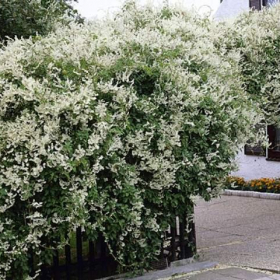 Silver Lace Vine
