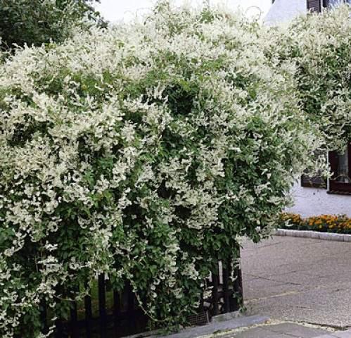 polygonum_aubertii1.jpg