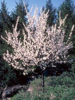 princess-kay-plum.jpg