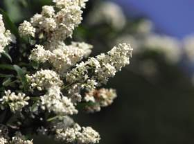 Privet/ Cheyenne