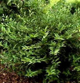 Privet/ Lodense