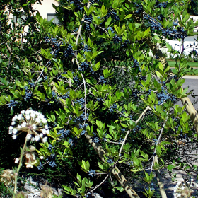 Privet/ New Mexican