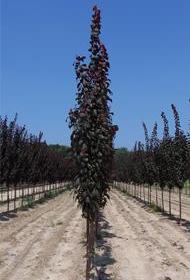 Plum/ Crimson Pointe