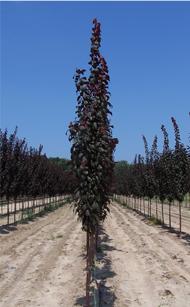 prunus-CRIMSON-POINTE.jpg