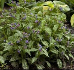 Lungwort