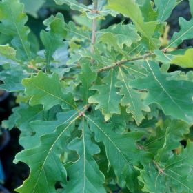 Oak/ Gambel