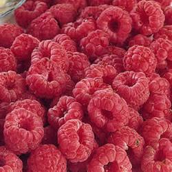raspberrieslatham_lg.jpg