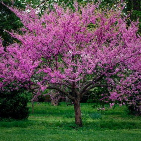 Redbud/ Eastern