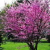 redbud-eastern-website-2_0.jpg