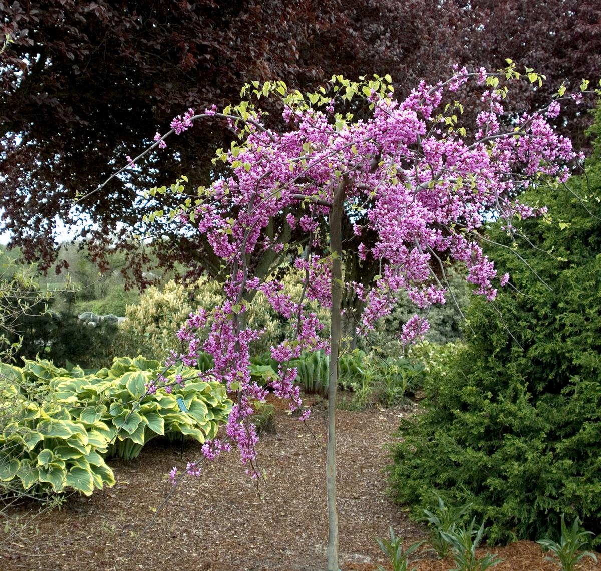 Lavender Twist Redbud at Pine Lane Nursery