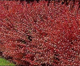 Barberry/ Japanese Red Leaf