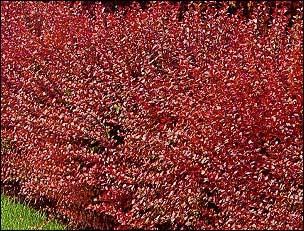 redleafbarberry_lg.jpg