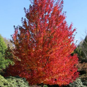Maple/ Redpointe