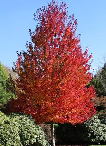 redpointe_fc_tree_home.jpg