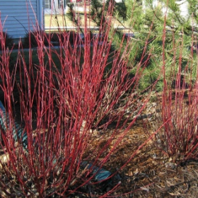 Dogwood/ Red Twig