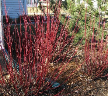 redtwigdogwood_lg.jpg
