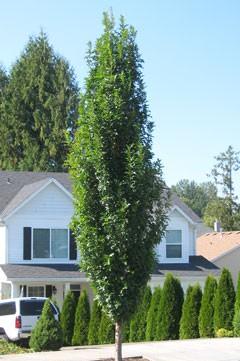 regal-prince-oak.jpg