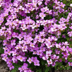Rockcress