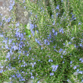 Rosemary
