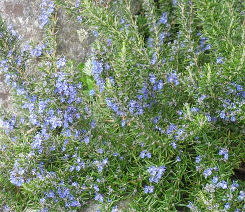 rosemary-plant2.jpg