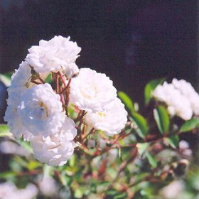 Rose/ Meidiland