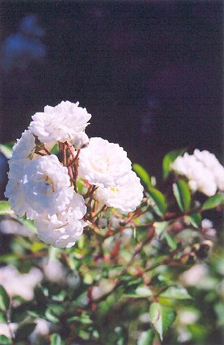 rosemeidilandwhite_lg.jpg