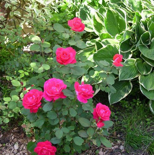rosewinnipegparks_lg.jpg