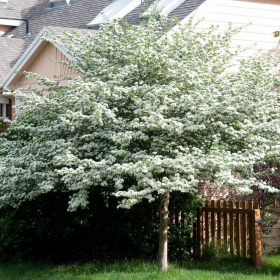 Hawthorn/ Russian