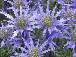 sea-holly-1.jpg