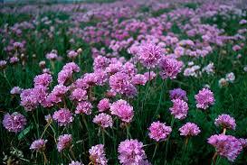 Sea Thrift/ Sea Pinks