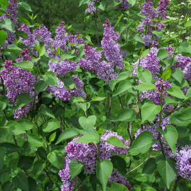 Lilac/ Sensation