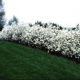 Serviceberry/ Regent
