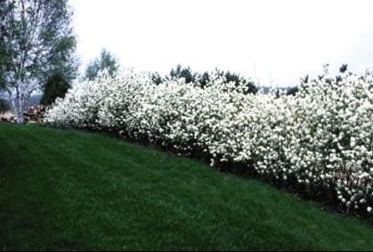 serviceberryregent_lg.jpg