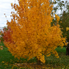 shantung-maple-2.jpg