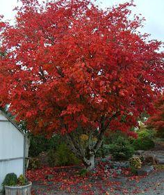 Maple/ Shantung