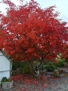 shantung-maple.jpg