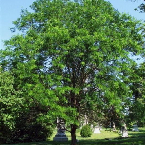 skyline-honeylocust-2.jpg