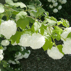 Viburnum/ Snowball