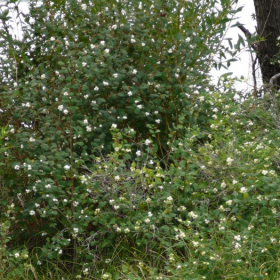 Snowberry/ White