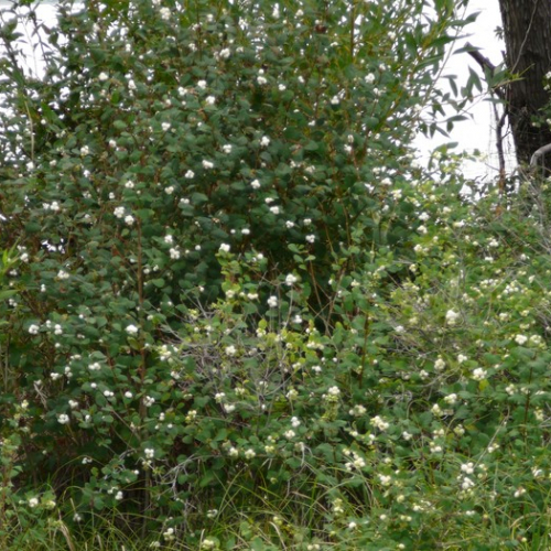 snowberry.jpg