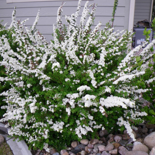 snowmoundspirea.jpg