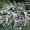 snowmoundspirea_lg.jpg